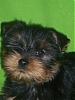 The UNofficial YorkieTalk Look-Alike Contest-100_2217.jpg
