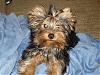 The UNofficial YorkieTalk Look-Alike Contest-picture-045_edited-600-x-450-.jpg