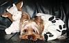 The UNofficial YorkieTalk Look-Alike Contest-jadensleepy.jpeg