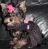 The UNofficial YorkieTalk Look-Alike Contest-jewelinaindress.jpeg
