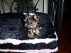 CoCo and her new Bed and Clip-coco5.jpg