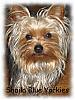 The UNofficial YorkieTalk Look-Alike Contest-bailey6sb.jpeg