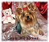 The UNofficial YorkieTalk Look-Alike Contest-callie5sb2.jpeg