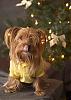 The UNofficial YorkieTalk Look-Alike Contest-hall9058.jpg