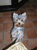 The UNofficial YorkieTalk Look-Alike Contest-yt17.jpg