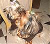 I will never have only one yorkie again!!!-kissing-again-again.jpg