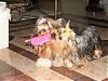 I will never have only one yorkie again!!!-img_0425.jpg