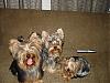 I will never have only one yorkie again!!!-lbm-008-600-x-450-.jpg