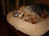 I will never have only one yorkie again!!!-bear-020-600-x-450-.jpg