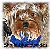 The UNofficial YorkieTalk Look-Alike Contest-trisket2sb.jpeg