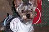 The UNofficial YorkieTalk Look-Alike Contest-th_100_1052.jpg