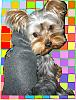 The UNofficial YorkieTalk Look-Alike Contest-1-575-x-752-.jpg