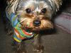 The UNofficial YorkieTalk Look-Alike Contest-3.jpg
