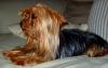 Dogs watching movies?-jess-031.jpg