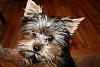 The UNofficial YorkieTalk Look-Alike Contest-img_7334.jpg