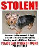 Gidget was stolen from our yard :(-small-gsign.jpg