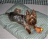 The UNofficial YorkieTalk Look-Alike Contest-000_00131cropped.jpg