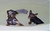 The UNofficial YorkieTalk Look-Alike Contest-bath.jpg