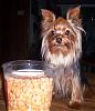 The UNofficial YorkieTalk Look-Alike Contest-my-mickey.jpg