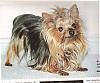 What do you think?-misha-yorkshireterrier-mag.jpg