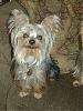 The UNofficial YorkieTalk Look-Alike Contest-august23-2006-007-medium-2-.jpg