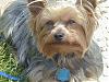 The UNofficial YorkieTalk Look-Alike Contest-libbypics-044.jpg