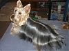 What's better a Yorkie or a Silky Terrier???-1.jpg