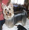 What's better a Yorkie or a Silky Terrier???-2.jpg