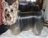 What's better a Yorkie or a Silky Terrier???-3.jpg