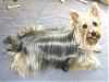 What's better a Yorkie or a Silky Terrier???-4.jpg