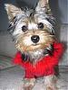 What's better a Yorkie or a Silky Terrier???-5.jpg