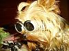 ???? Doggles-project86.jpg