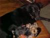 Yorkie Buddies-mvc-024f.jpg