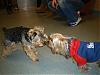 Boston Yorkie Meet up-january-07-meet-up.jpg