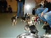 Boston Yorkie Meet up-january-07-meet-up_2.jpg