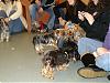 Boston Yorkie Meet up-january-07-meet-up_3.jpg