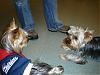Boston Yorkie Meet up-january-07-meet-up_4.jpg