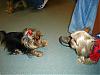 Boston Yorkie Meet up-haruka-_-jaxon_jan-07-meet-up.jpg
