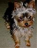 YT "Only Yorkie Child" Club (OYCC)!-1-22-07.jpg