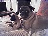 Brush Creek Kennel Investigation-gracie.jpg