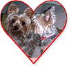 Hallie & Luigi~A Yorkietalk Wedding~March 4, 2007-love18yc.jpg