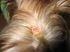 Sores & Scabs on Mia!-head-001.jpg