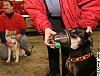 Pet oxygen masks join firefighters' tools-story.petmasks.ap.jpg