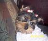 Pics of your yorkies in pigtails please!!!-1stpigtails.jpg