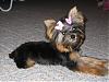 Pics of your yorkies in pigtails please!!!-9.jpg