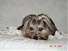 Pics of your yorkies in pigtails please!!!-album-1-407-320-x-240-.jpg