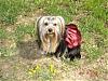 Pics of your yorkies in pigtails please!!!-album-8-353-320-x-240-.jpg