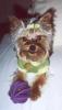 Yorkie Faces-sydeny-toy-3-small-.jpg
