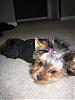 Pics of your yorkies in pigtails please!!!-pigtails.jpg