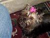 Pics of your yorkies in pigtails please!!!-picture-069-600-x-449-.jpg